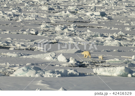 Polar bear walking in an arctic. 42416329