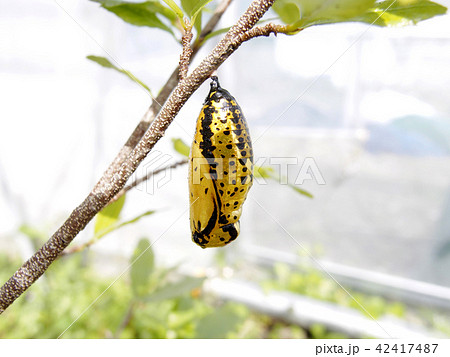 オオゴマダラの蛹 オオゴマダラの蛹 42417487