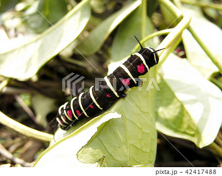 オオゴマダラの幼虫の写真素材