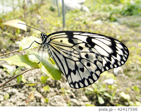 オオゴマダラ 42417500