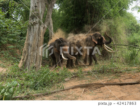 asia Elephant in the forest 42417863