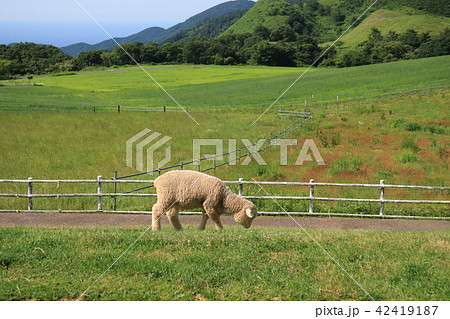 広大な牧場で草を食べながら歩く羊の写真素材