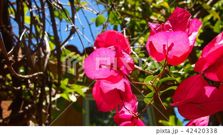 青空 ブーゲンビリア カリフォルニアの庭 色鮮やか 濃いピンクの花の写真素材