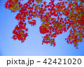 紅葉 42421020