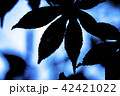 紅葉シルエット 42421022