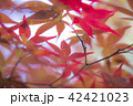 紅葉 42421023