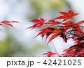 紅葉 42421025