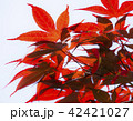 紅葉 42421027