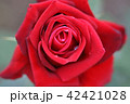 赤いバラ（コンラッドヘンケル） 42421028