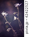 Australian Flannel Flowers 42422527
