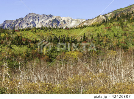 栂池自然園の紅葉 42426307