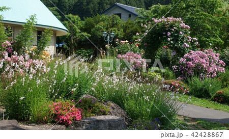 中山晋平記念館バラ園 42428867