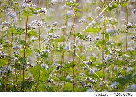 仁川 インチョン 屋外 42430860