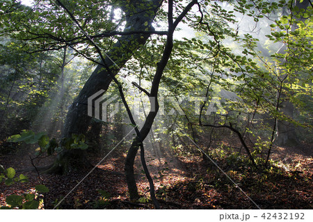 仁川 インチョン 屋外 42432192
