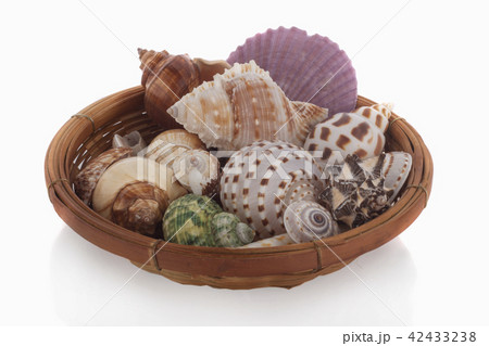 set of clam mollusc shells isolated on white 42433238