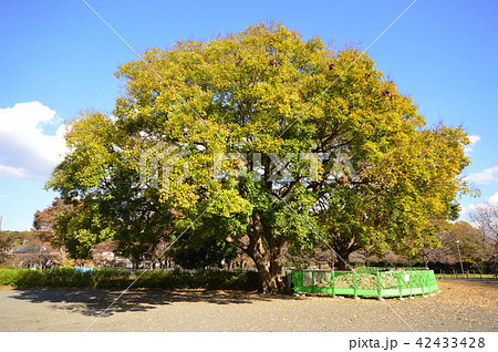 武蔵国分寺跡　紅葉　東京 42433428