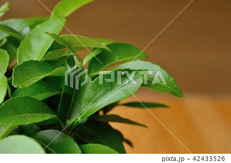 ナミアゲハの孵化－卵から出てくるところ（ユズ） 42433526