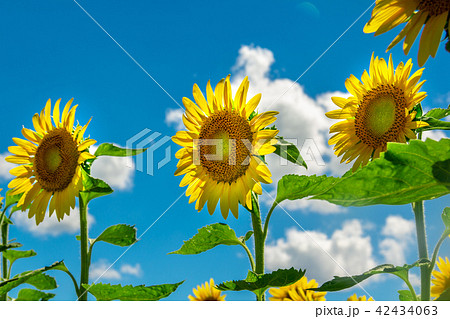 青空と太陽に照らされた向日葵の写真素材