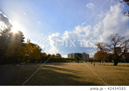 都立武蔵国分寺公園 紅葉 国分寺市 都立武蔵国分寺公園 紅葉 国分寺市 42434583