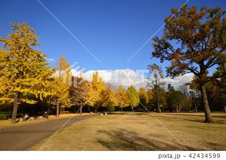 都立武蔵国分寺公園 紅葉 国分寺市 都立武蔵国分寺公園 紅葉 国分寺市 42434599