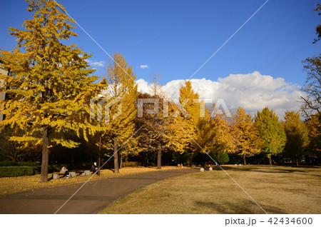 都立武蔵国分寺公園　紅葉　国分寺市 42434600