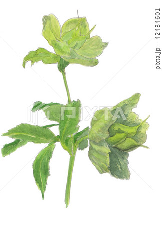 Helleborus orientallis　クリスマス（レンテン）ローズ 42434601