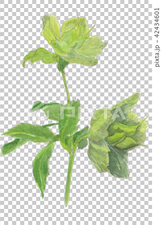 Helleborus orientallis　クリスマス（レンテン）ローズ 42434601
