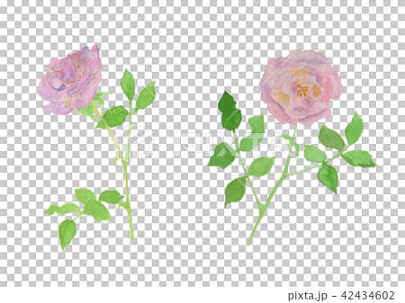 Rosa cv. Rose pink watercolor Rosa cv. Rose pink watercolor 42434602