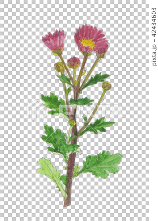 Chrysanthemum morifolium　小菊 42434603