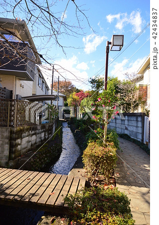 お鷹の道真姿の池付近の湧水群の秋　　国分寺市 42434837