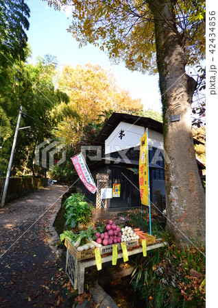 お鷹の道真姿の池付近の湧水群の秋　　国分寺市 42434856