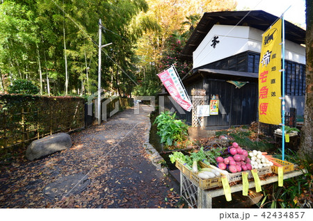 お鷹の道真姿の池付近の湧水群の秋　　国分寺市 42434857