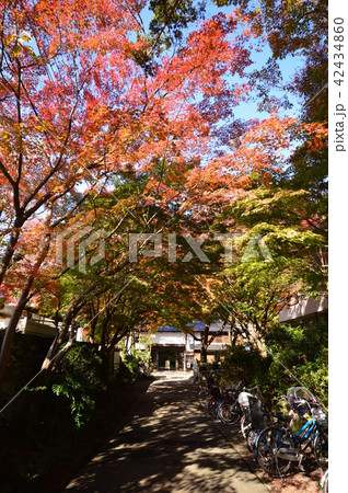 お鷹の道真姿の池付近の湧水群の秋　　国分寺市 42434860