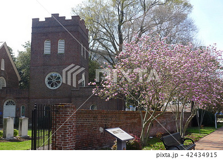 セントポール聖公会教会と桜の木 セントポール聖公会教会と桜の木 42434915