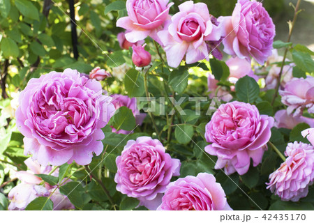 薔薇(プリンセス・アレキサンドラ・オブ・ケント) 薔薇(プリンセス・アレキサンドラ・オブ・ケント) 42435170