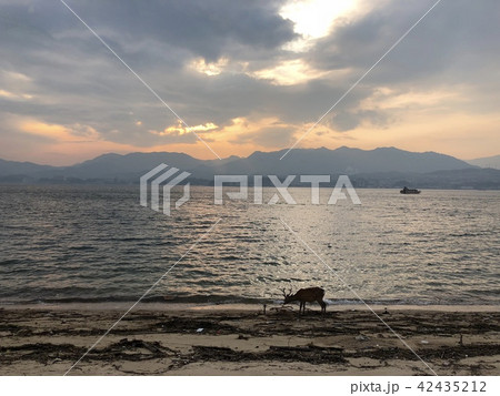 鹿が歩く宮島 鹿が歩く宮島 42435212