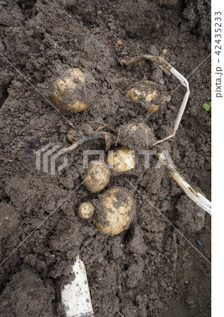 ジャガイモの収穫 42435233