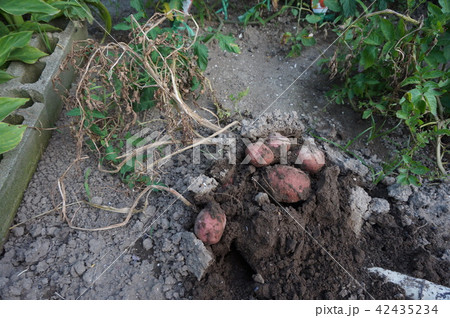 ジャガイモの収穫 42435234