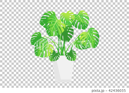 Monstera 42436035