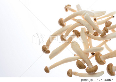 白バックのしめじ 42436067