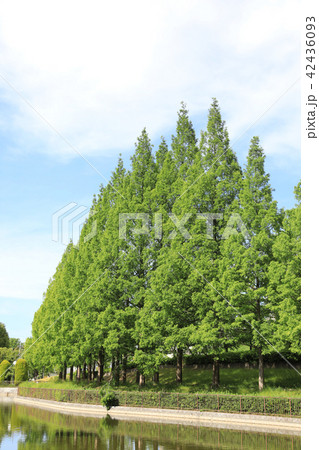 佐竹公園 42436093