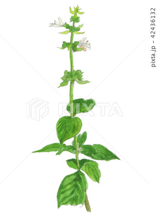 Ocimum Basilicum スイートバジルのイラスト素材