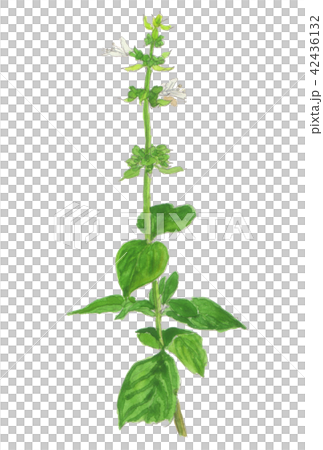 Ocimum basilicum　スイートバジル 42436132