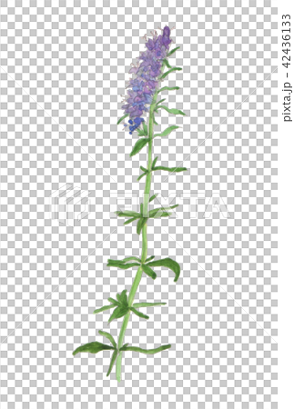 Hyssopus officinalis　ヒソップ 42436133