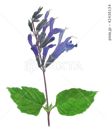 Salvia guaranitica メドーセージ Salvia guaranitica メドーセージ 42436134
