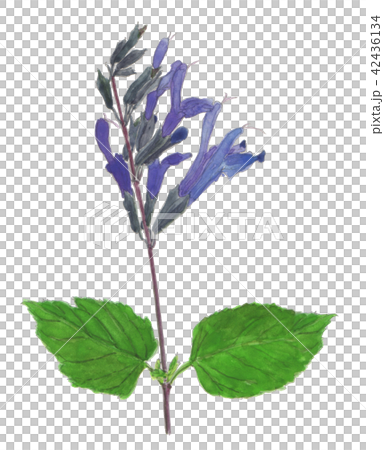 Salvia guaranitica メドーセージ Salvia guaranitica メドーセージ 42436134