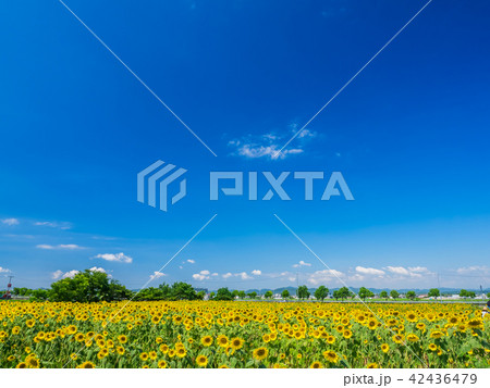 ひまわり畑 ひまわり畑 42436479