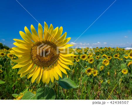 ひまわり畑 42436507