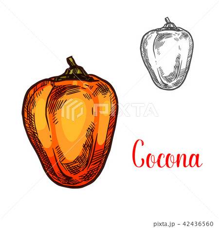 Cocona amazonian exotic fruit sketch Cocona amazonian exotic fruit sketch 42436560