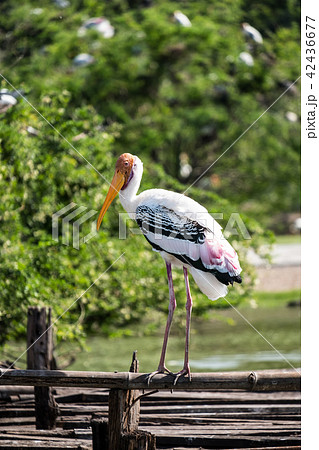 Painted Stork 42436677